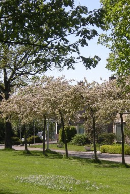 Fluitenberg op de Brink